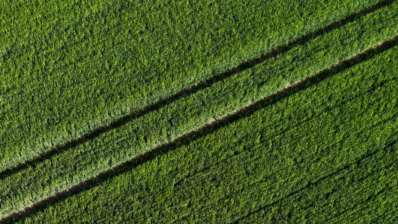 Top-down drone view of vibrant green crop fields in Denmark, showcasing parallel tractor lines cutting through the textured surface of the farmland. Captured in late autumn light