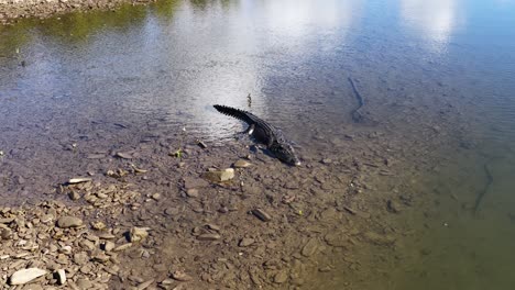 aerial view of a saltwater crocodile moving along a rocky riverbank in port douglas, australia, under clear daylight
