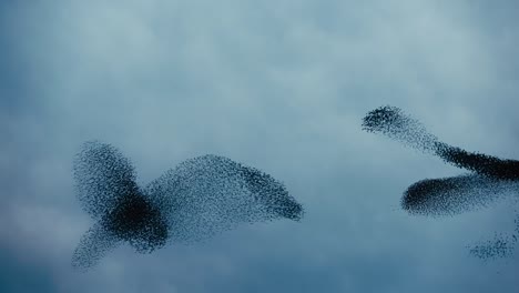 birds flying together, creating forms in the sky