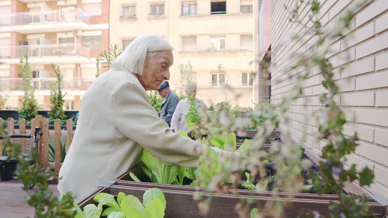 Elderly People Gardening in a Raised Garden Bed