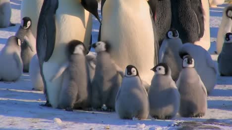 Grupo-De-Pingüinos-Bebés-Jugando-Entre-Ellos-Frente-A-Pingüinos-Adultos