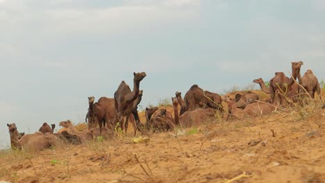 camels at the pushkar fair, also called the pushkar camel fair or locally as kartik mela is an annual multi-day livestock fair and cultural held in the town of pushkar rajasthan, india.