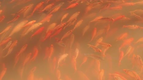 tropical koi carp swarming shoals following the group in murkey water