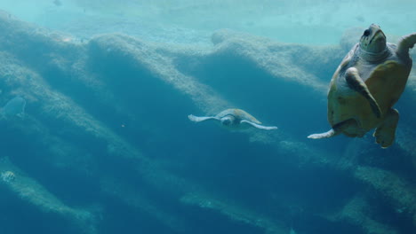 Hermosas-Tortugas-Marinas-Nadan-En-El-Tanque-Del-Acuario-En-El-Oceanario-Con-Variedad-De-Peces-De-Vida-Marina-Nadando-En-Hábitat-Natural-Con-Exhibición-De-Biodiversidad-Acuática-De-Arrecifes-De-Coral-4k