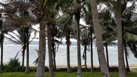 playa detrás de un grupo de palmeras en un clima ventoso en batanes, filipinas