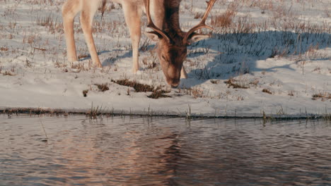 Fallow-Deer-Graze-On-The-Riverbank-On-A-Sunny-Day-In-The-Netherlands