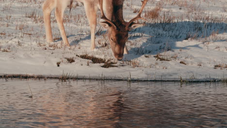 fallow deer graze on the riverbank on a sunny day in the netherlands