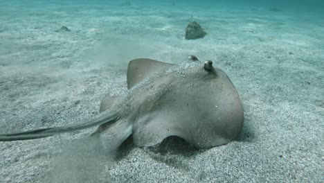 stingray swimming at the bottom of the ocean - close up shot