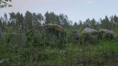 large moss-covered boulders surrounded by tall young plants in a rewilding forest area under a clear blue sky