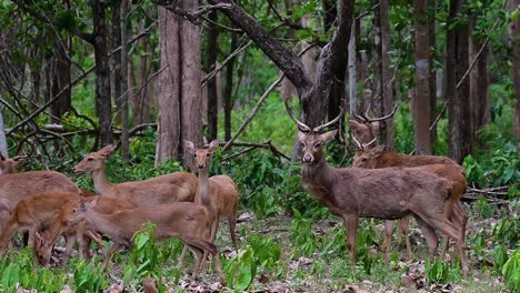 Der-Eldhirsch-Ist-Aufgrund-Von-Lebensraumverlust-Und-Jagd-Eine-Vom-Aussterben-Bedrohte-Art