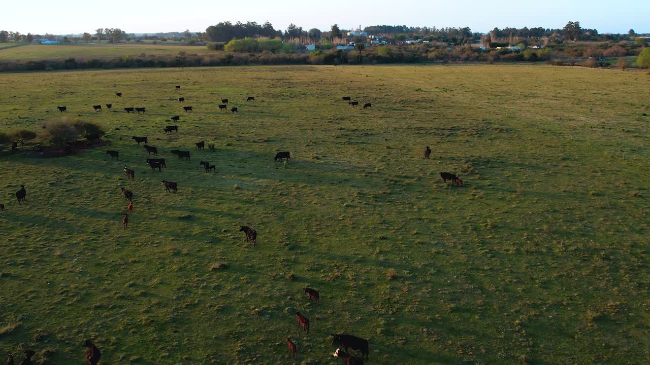 Mucche al pascolo libere nel campo. Il drone vola sopra di loro mentre il sole tramonta dietro