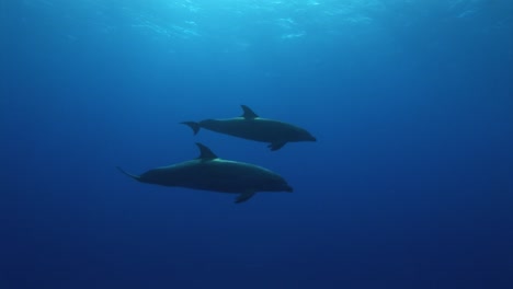 bottlenose dolphins, tursiops truncatus approach from the blue in clear blue water of the south pacific ocean before swimming to the surface