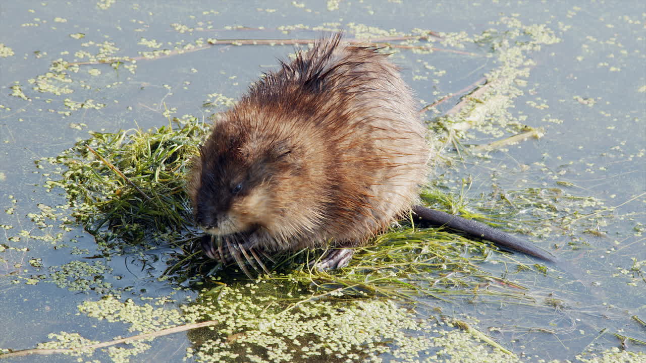 Adorable fuzzy muskrat eats plants at sunny pond surface, close-up