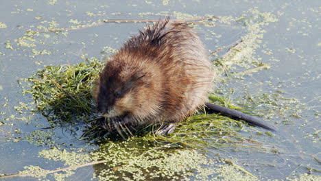 adorable fuzzy muskrat eats plants at sunny pond surface, close-up