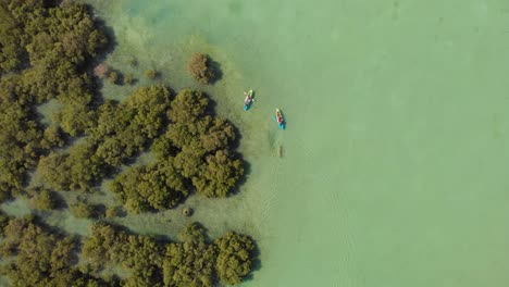 aerial tracking shot of people in kayaks in al reem mangroves