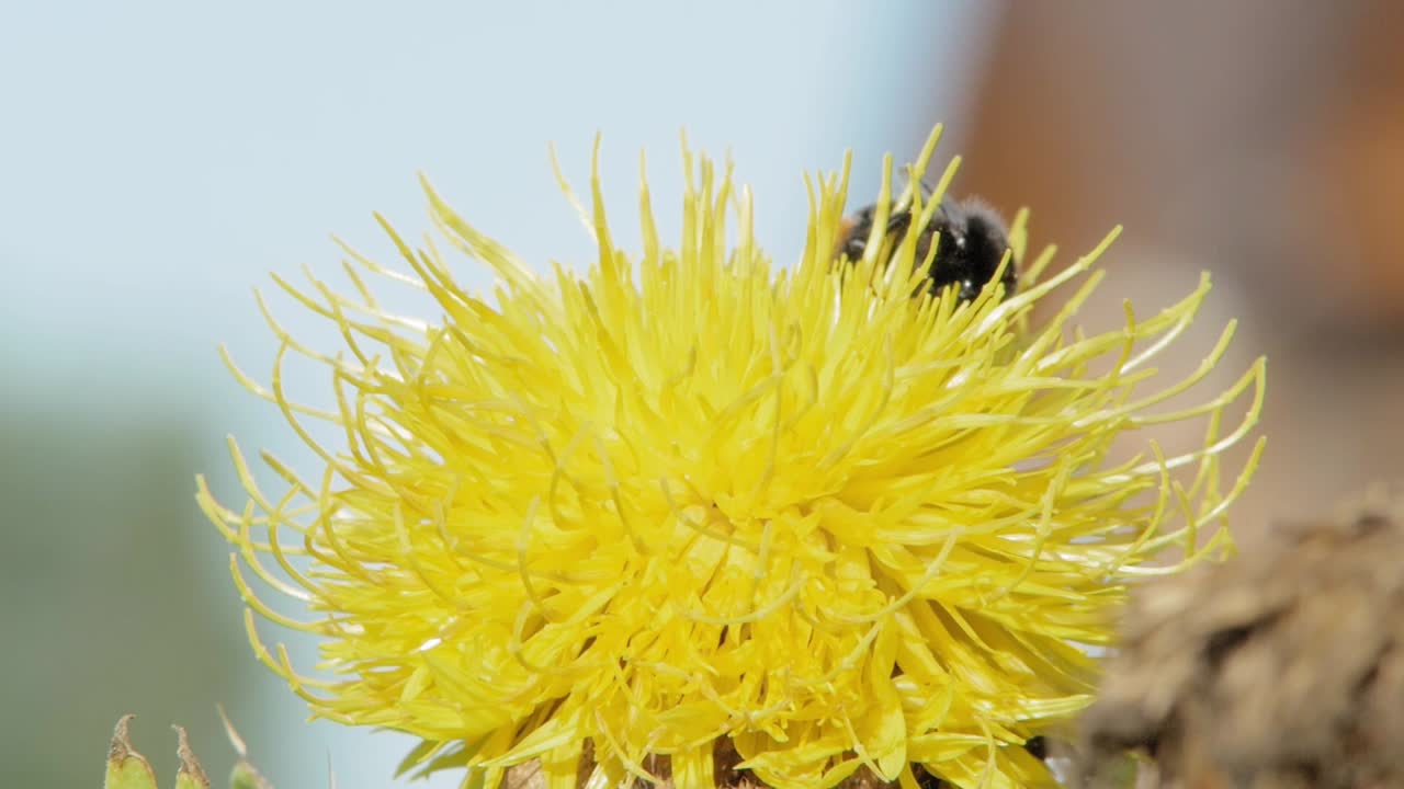 un primer plano macro de un abejorro en una flor amarilla en busca de comida
