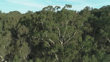 Eine-Herde-Australischer-Weißer-Kakadus-Fliegt-Aus-Einem-Baum,-Während-Sich-Eine-Drohne-Nähert