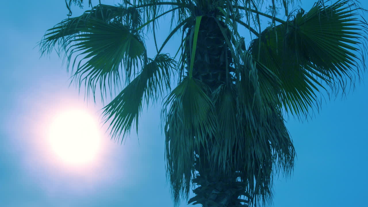 저녁 에 palm tree. 일몰 에 열대 palm tree 의 timelapse. 열대 해변