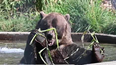 toma manual en cámara lenta de un gran oso pardo comiendo palos de bambú en la piscina