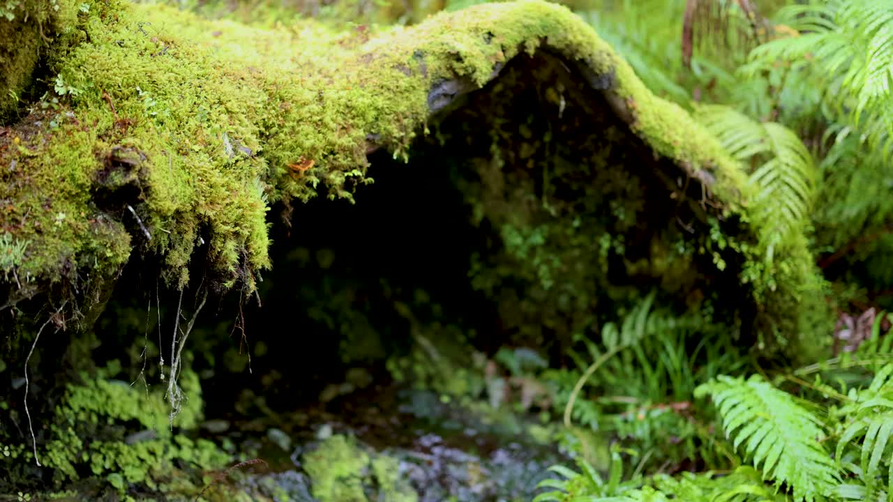 A serene forest scene with a moss-covered stream in Kinloch, New Zealand. Lush greenery and soft lighting create a tranquil atmosphere