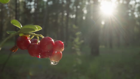 backlit red currants with water droplet against forest and sun rays backdrop