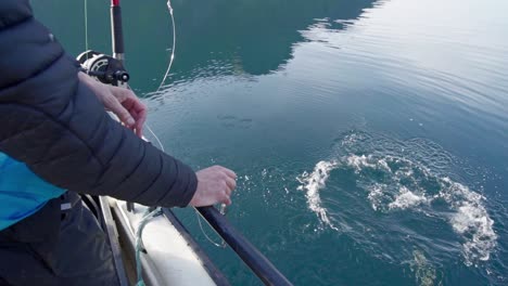 man throwing a cod fish back on the river in norway. - close up