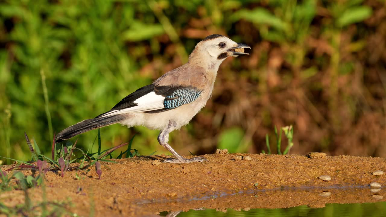 A Great Tit (Parus major) drinks from a natural spring, with its colorful body beautifully reflected in the still water below
