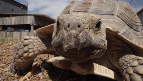 Afrikanische-Schildkröte-Geht-In-Zeitlupe