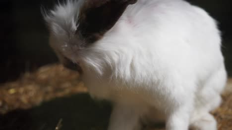 conejo blanco y esponjoso