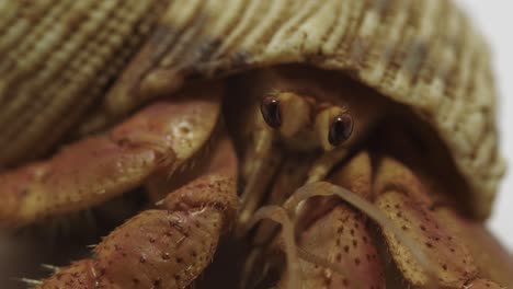 Macro-Shot-of-Hermit-Crab-Looking-at-the-Camera