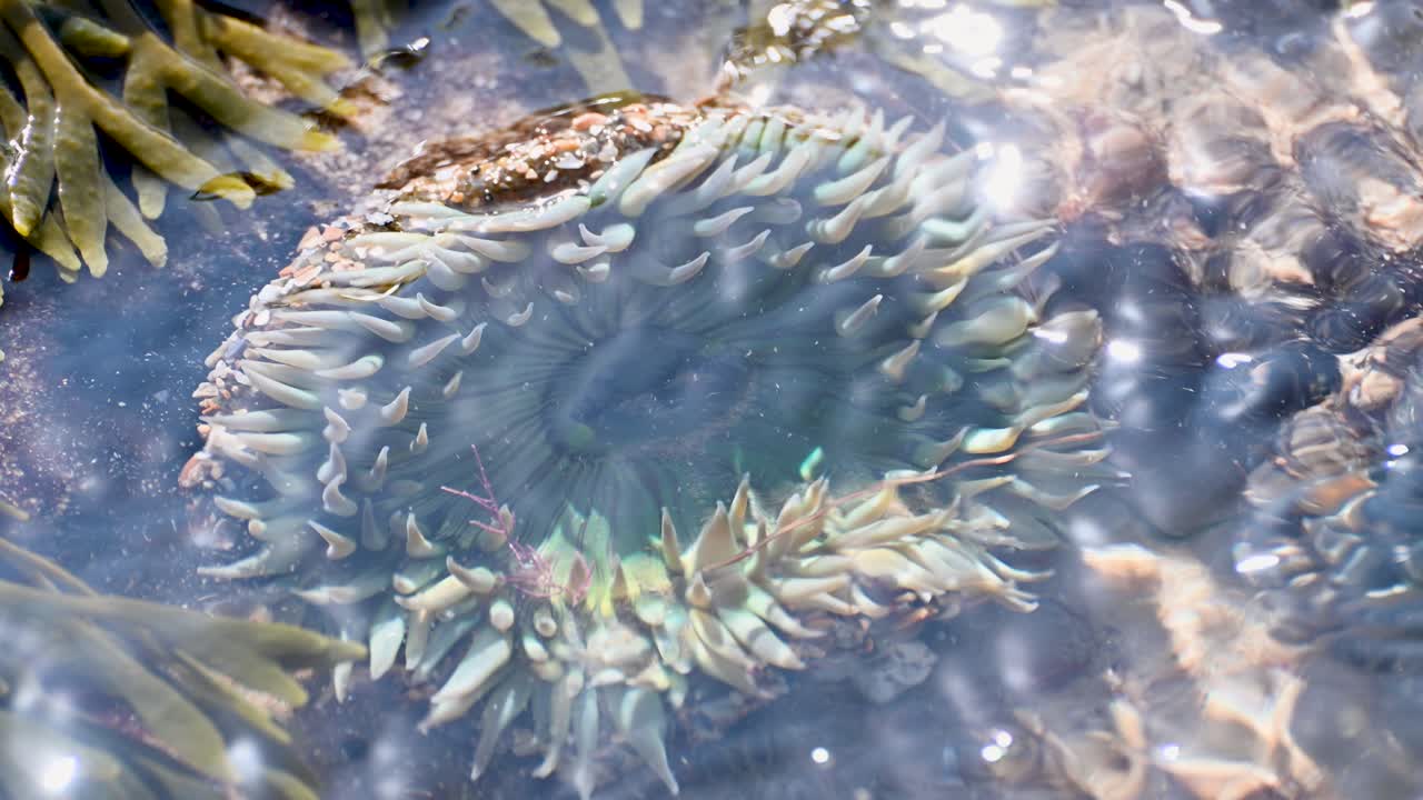 ラグーナビーチの浅い潮だまりに沈む2つの緑色のイソギンチャクを空撮。太陽の光が円形の触手にきらめき、穏やかな波が頭上を揺らす。