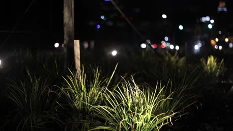 Flora-Plantada-Que-Sopla-En-El-Viento,-Espacio-Urbano-Por-La-Noche-Con-Semáforos