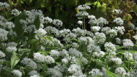 Delicate-Wild-Garlic-growing-in-the-countryside,-Warwickshire,-England