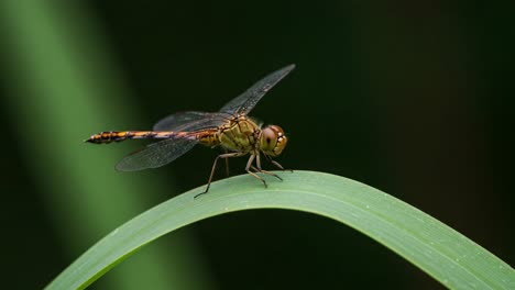 captivating close-up of a dragonfly perched gracefully on a leaf, showcasing intricate details and vivid colors in nature's tranquility