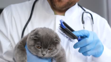 veterinarian grooming a scottish fold cat
