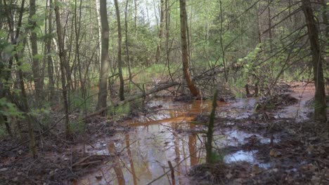 wetlands in deep forest with stagnant dirty water