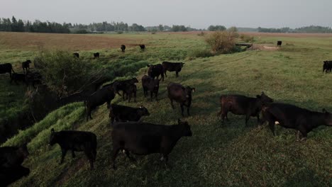 Grünes-Feld-Mit-Grasenden-Kühen-An-Sonnigen-Sommertagen