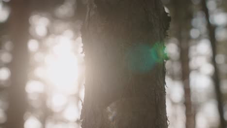 sunlit tree trunk in a forest
