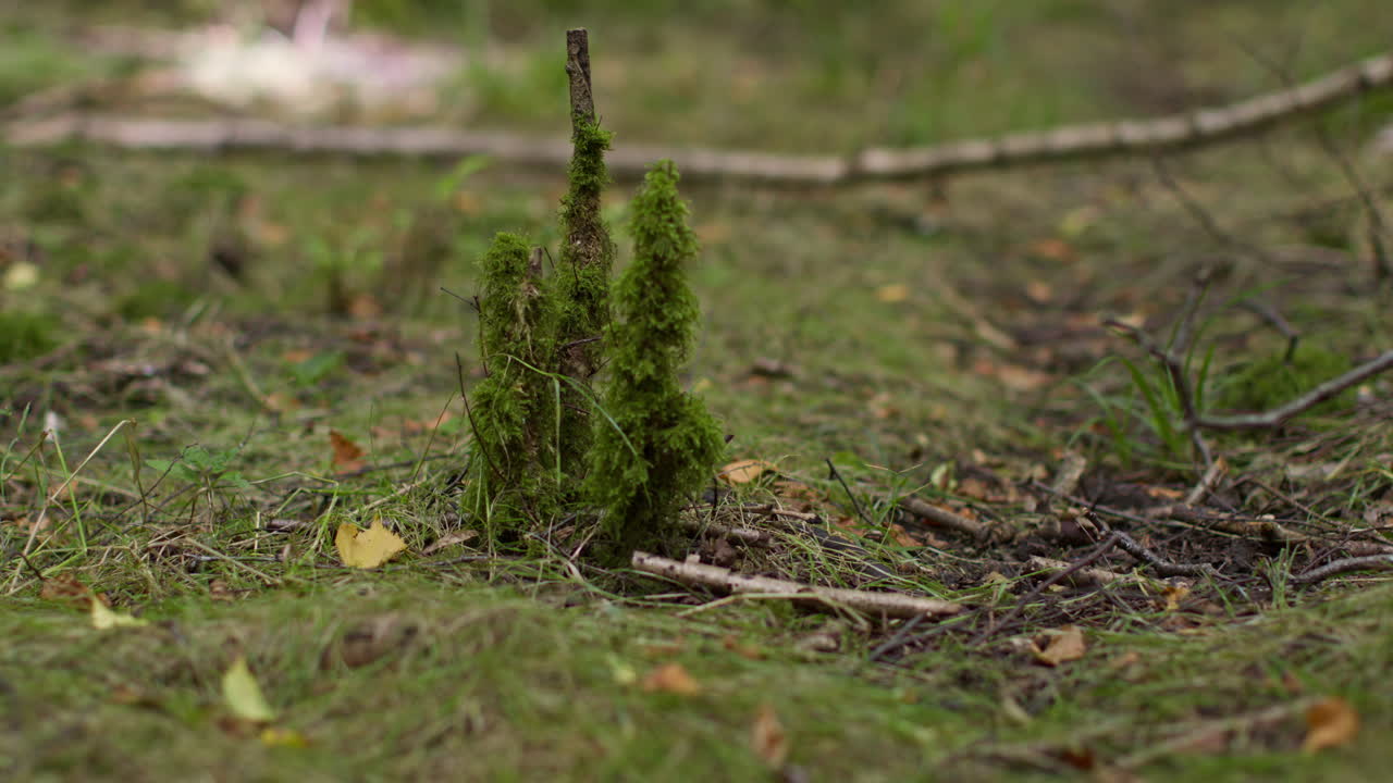 Close Up Of Moss Or Lichen Growing On Tree Branches In Forest