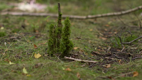 close up of moss or lichen growing on tree branches in forest