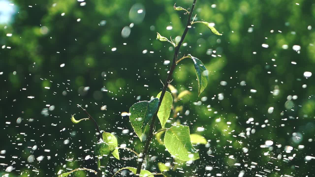 Irrigation of plants. Drops of water are flying through the plot with plants. Slow motion