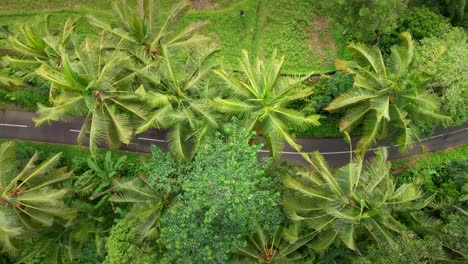 palm coconut trees growing in asphalt road in bali, indonesia