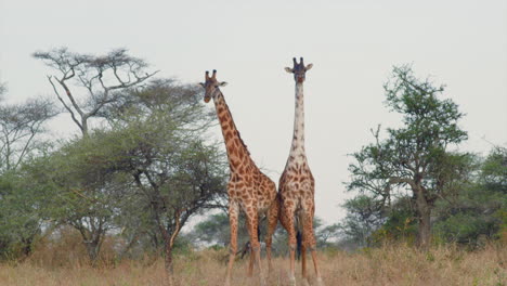 Zwei-Männliche-Giraffen-Benutzen-Ihre-Hälse-Und-Köpfe-Als-Rammböcke,-Um-Sich-Um-Ein-Weibchen-Zu-Duellieren