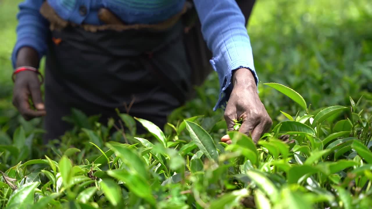Dark-skinned person picks the shoots from a tea bush on a tea plantation in Sri Lanka on a hot summer day. Close up following shot