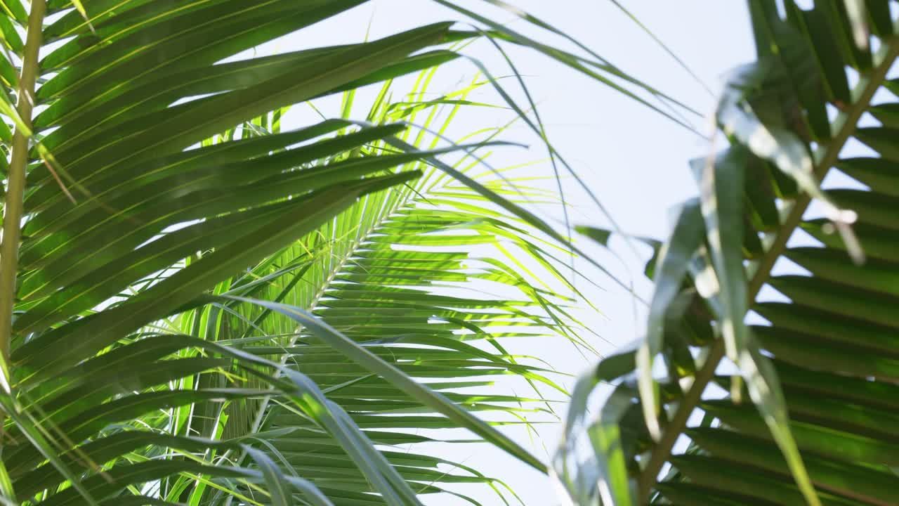 Experience the tranquility of vibrant green leaves swaying gently in a tropical paradise under the sun.