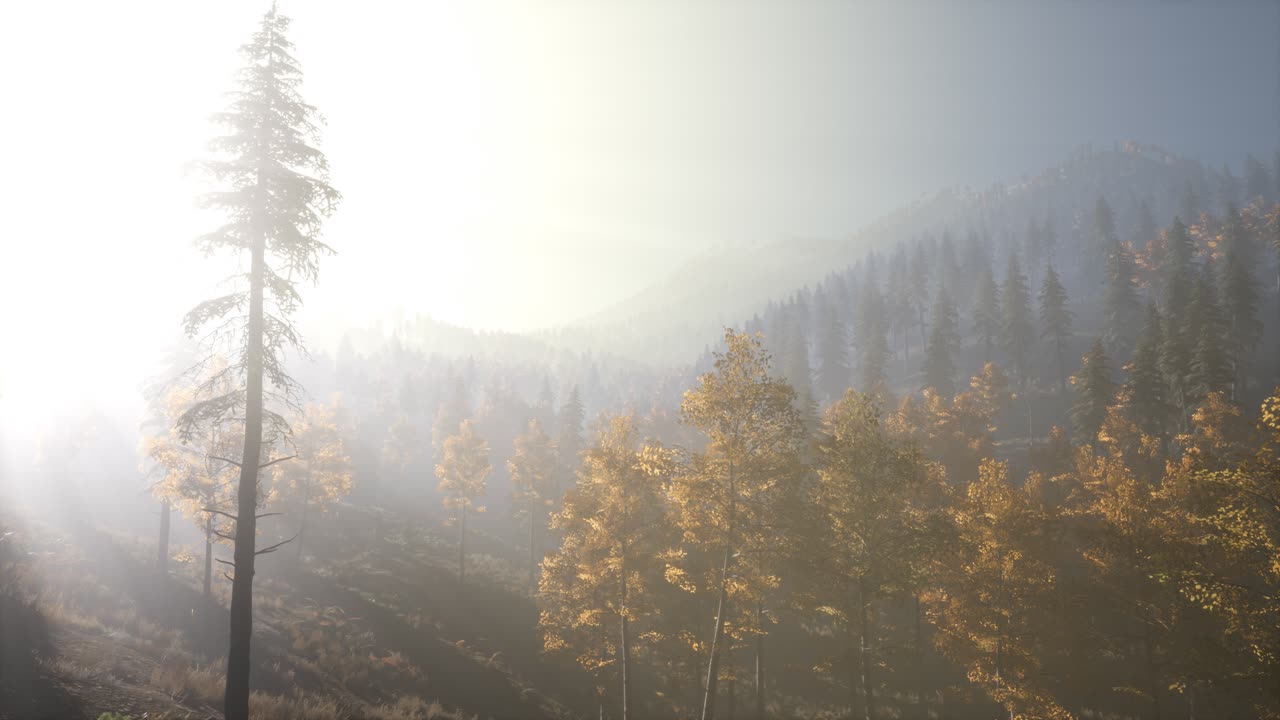 아침에 안개 속에 있는 평온한 분위기 있는 숲