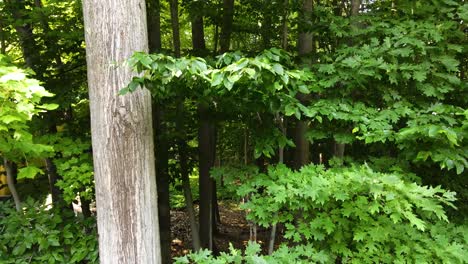 Oak-Trees-in-summer