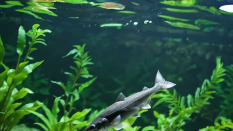 peces en un acuario
