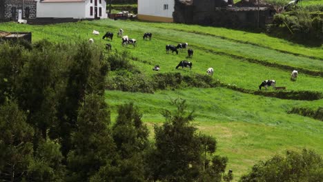 grass fed cattle graze on fertile pasture on são miguel, azores, drone