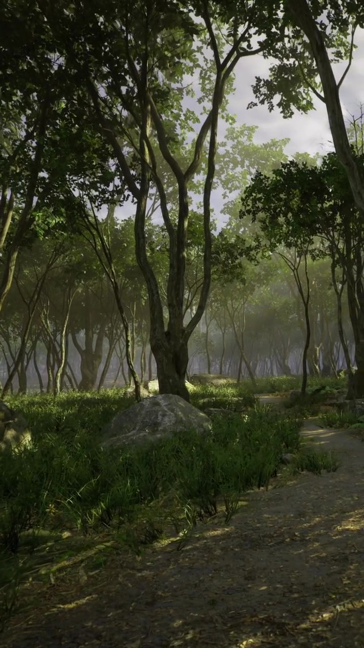 Sentiero nel bosco con alberi e rocce visibili alla luce del primo mattino